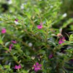 Hoja Santa Marta
