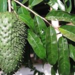 Hoja Guanabana