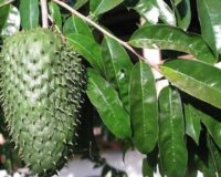 Hoja Guanabana
