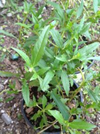 Hoja de ruda - Image 2